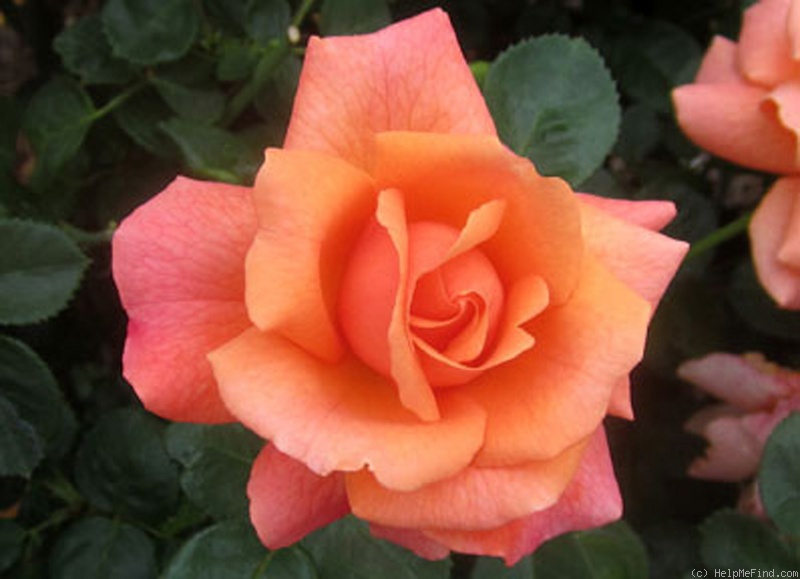'Easy Does It ®' rose photo