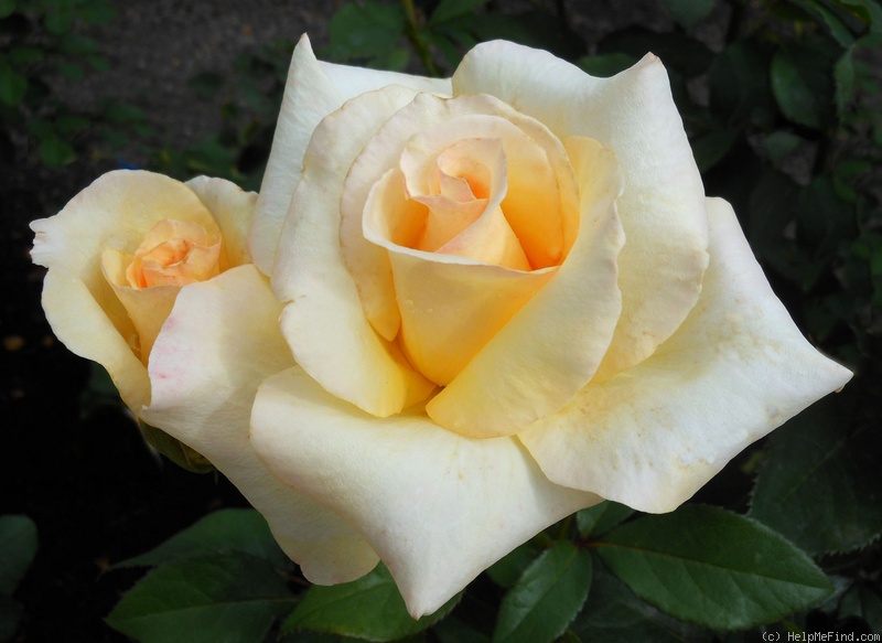 'Elegant Beauty' rose photo