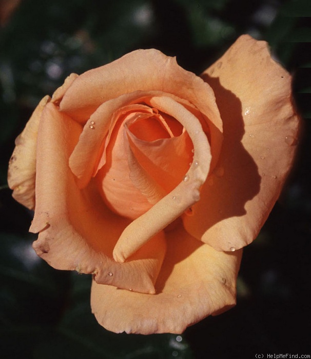 'Everest Double Fragrance (floribunda, Beales 1975)' rose photo