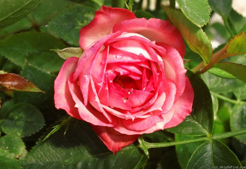 'Fair Dinkum ™' rose photo