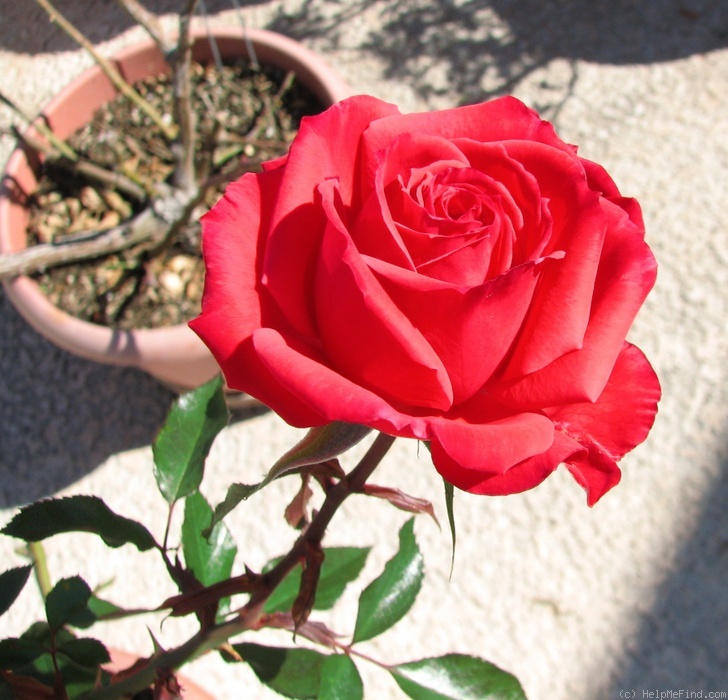 'Rock Star' rose photo