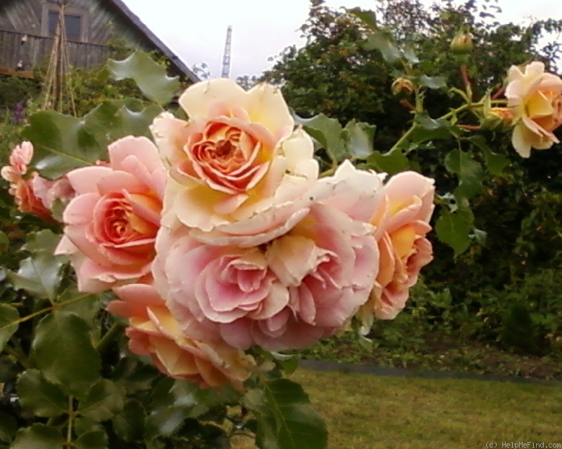 'Concerto (shrub, Meilland, 1995)' rose photo