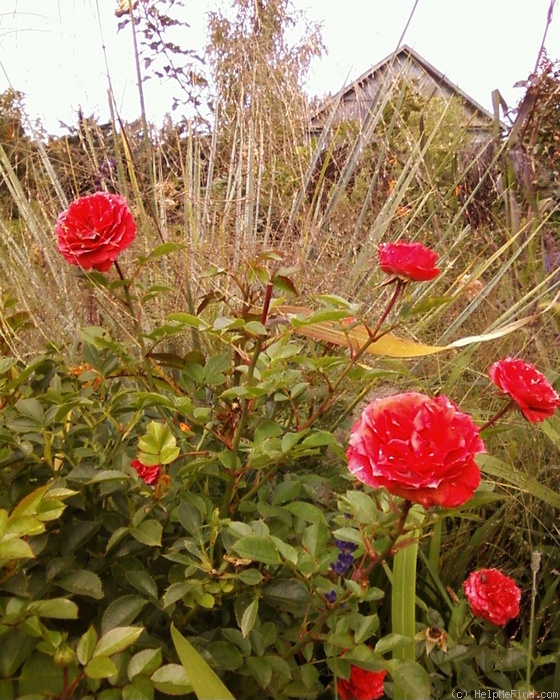 'Orange Jewel' rose photo