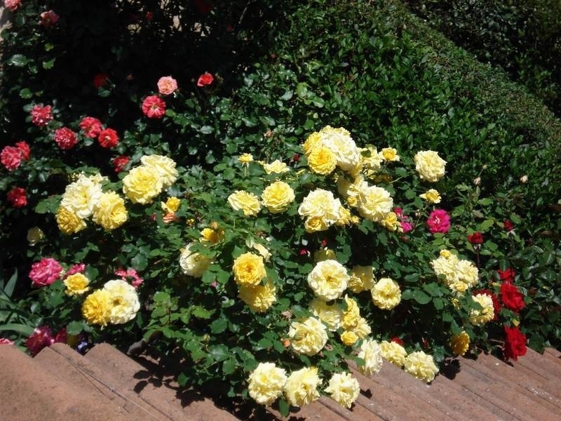 'Grimpant Rimosa ®' rose photo