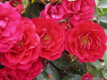 'Fire Meidiland ™' rose photo