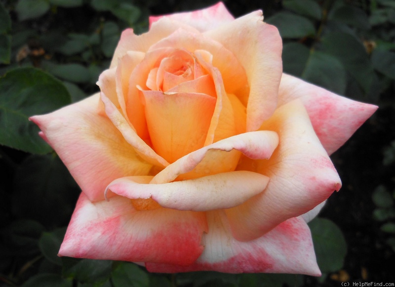 'Glowing Peace' rose photo