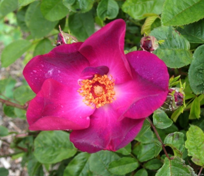 'Carabea' rose photo