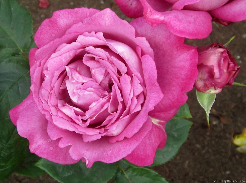 'Heirloom (hybrid tea, Warriner 1972)' rose photo