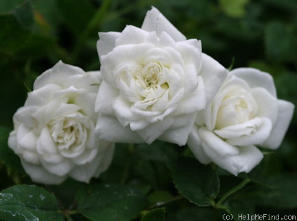 'Ice Crystal' rose photo