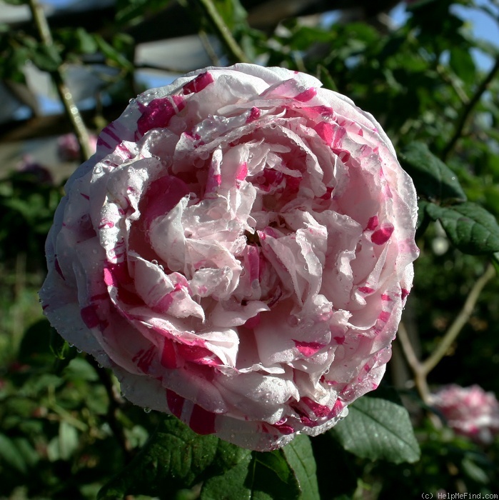 'Variegata di Bologna' rose photo