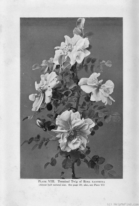 'R. xanthina' rose photo