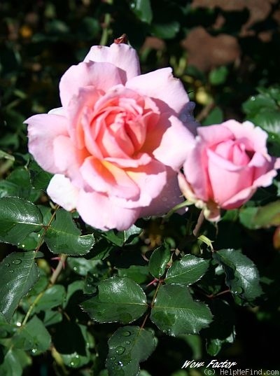 'Wow Factor' rose photo