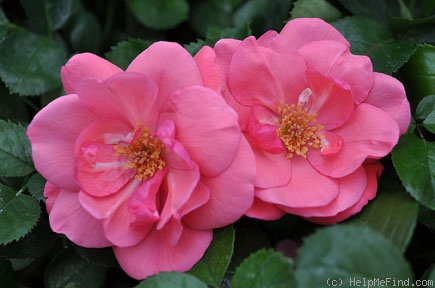 'Lady Elsie May ™' rose photo