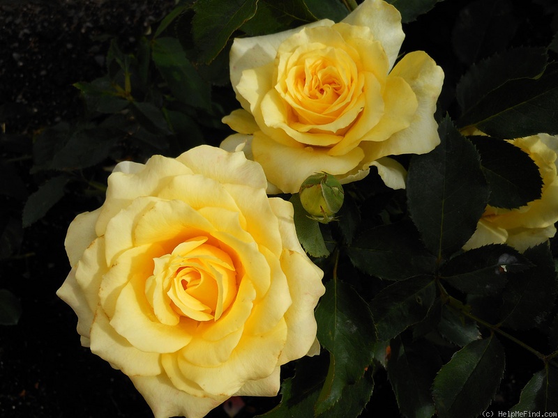 'Limelight (hybrid tea, Kordes, 1984)' rose photo