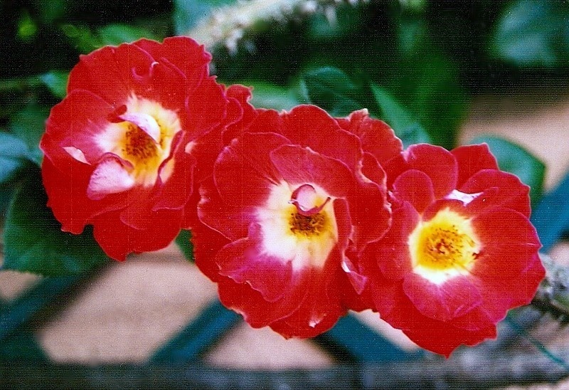 'Tango (shrub, McGredy, 1983)' rose photo