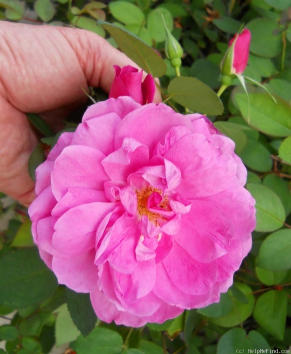 'Bohemian Rhapsody' rose photo