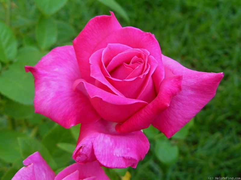 'Best Friend (hybrid tea, Meilland 1997)' rose photo