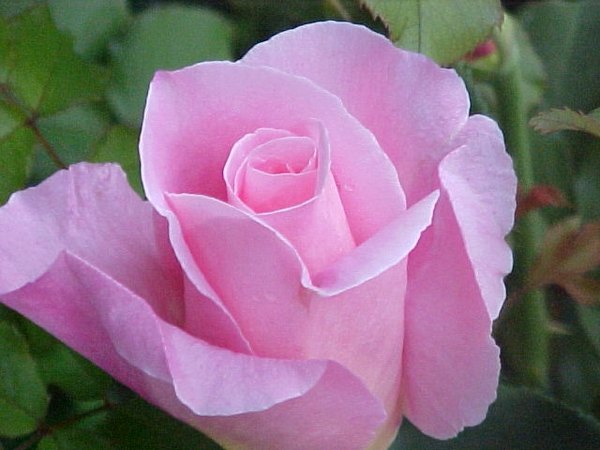 'Birmingham Rose Society'  photo