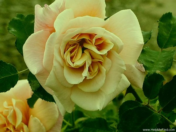 'Mab Grimwade' rose photo