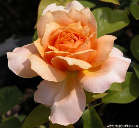 'Gold Glow Bronze Sport' rose photo