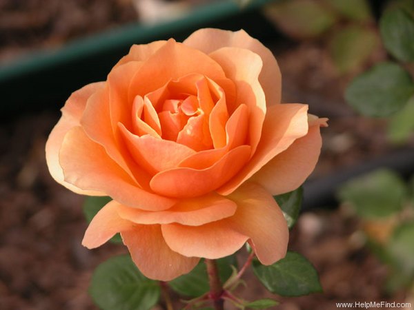 'Welwyn Garden Glory' rose photo