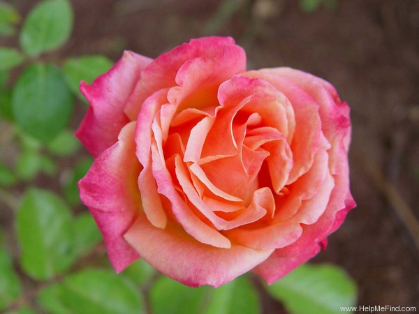 'Hot Romance' rose photo