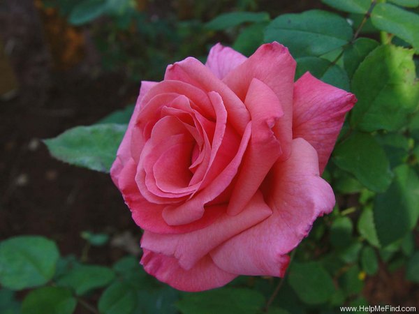 'Mischief' rose photo
