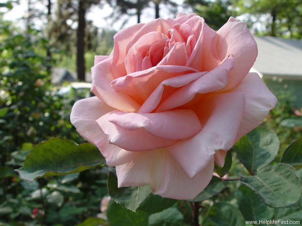 'Worthwhile' rose photo