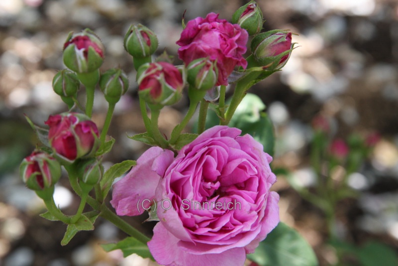 'Le Roitelet' rose photo