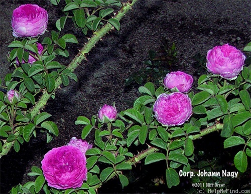 'Corporal Johann Nagy' rose photo