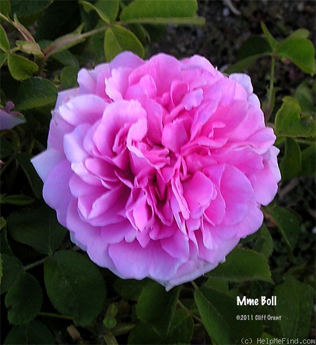 'Madame Boll' rose photo