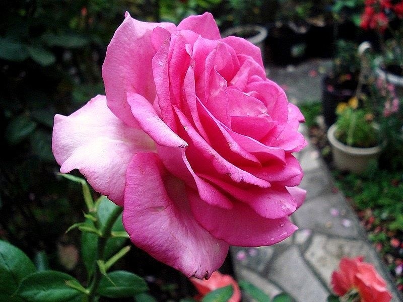 'Marie-Ange Nardi ®' rose photo
