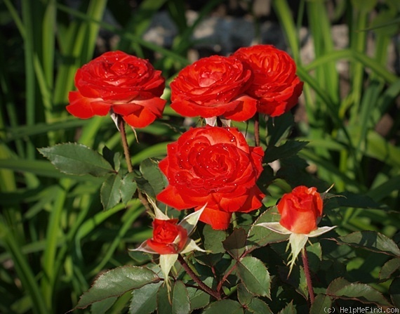 'Anne Cocker ®' rose photo