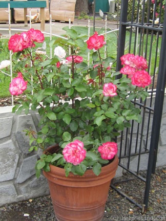 'Nicole ® (floribunda, Kordes 1985)' rose photo