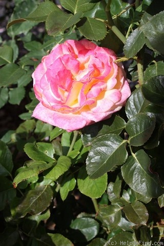 'Great Venture' rose photo