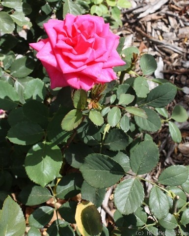 'Pink Roundelay' rose photo