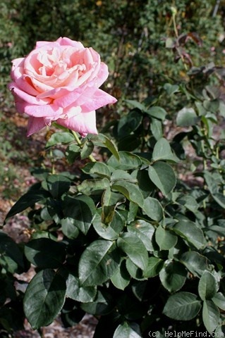 'Keepit' rose photo
