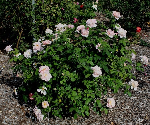 'Mrs. Mary Thomson' rose photo
