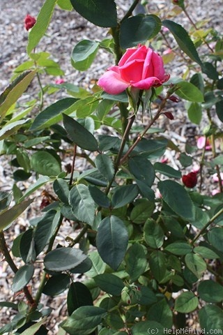 'Megan Louise' rose photo