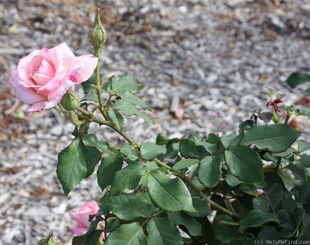 'Mixed Marriage' rose photo
