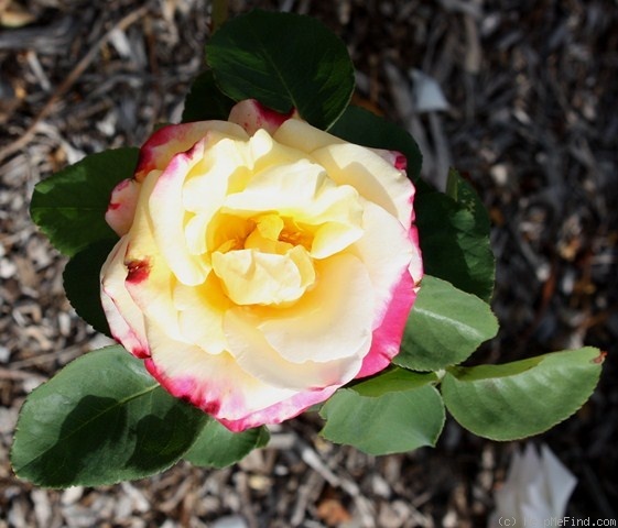 'Olive McKenzie' rose photo