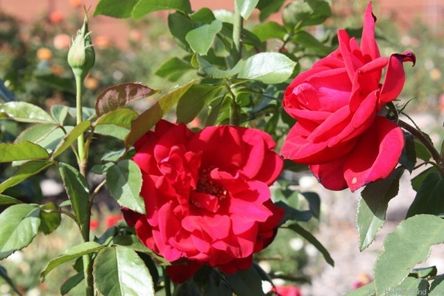 'The Australian Bicentennial' rose photo