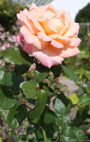 'Dawson's Delight' rose photo