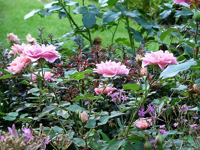 'Make A Wish (miniature, Mehring 1996)' rose, click to enlarge 'Make A Wish (miniature, Mehring 1996)' rose photo