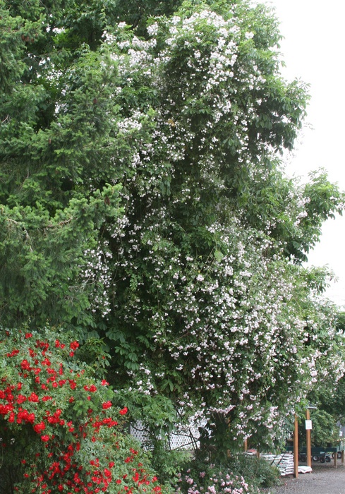 'Paul's Himalayan Musk Rambler' rose photo