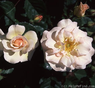 'Penelope (hybrid musk, Pemberton 1924)' rose photo