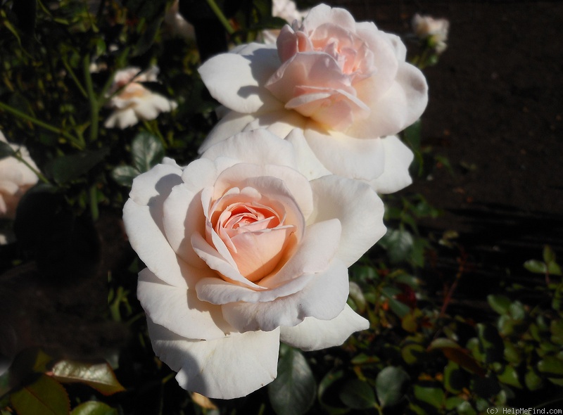 'Penny Lane (climber, Harkness, 1998)' rose photo