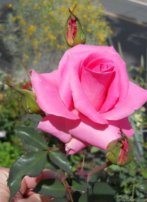 'Naga Belle ™' rose photo
