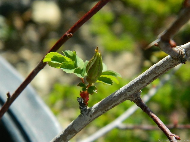 '1-72-1Hugonis' rose photo