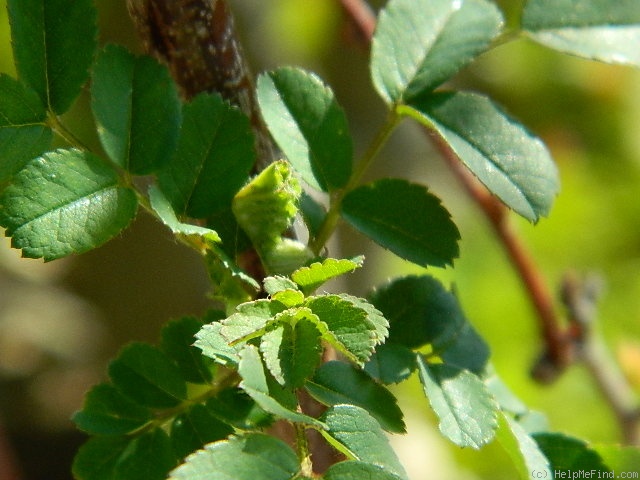 '1-72-1Hugonis' rose photo